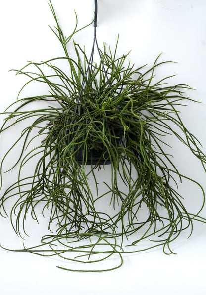 Rhipsalis puniceodiscus