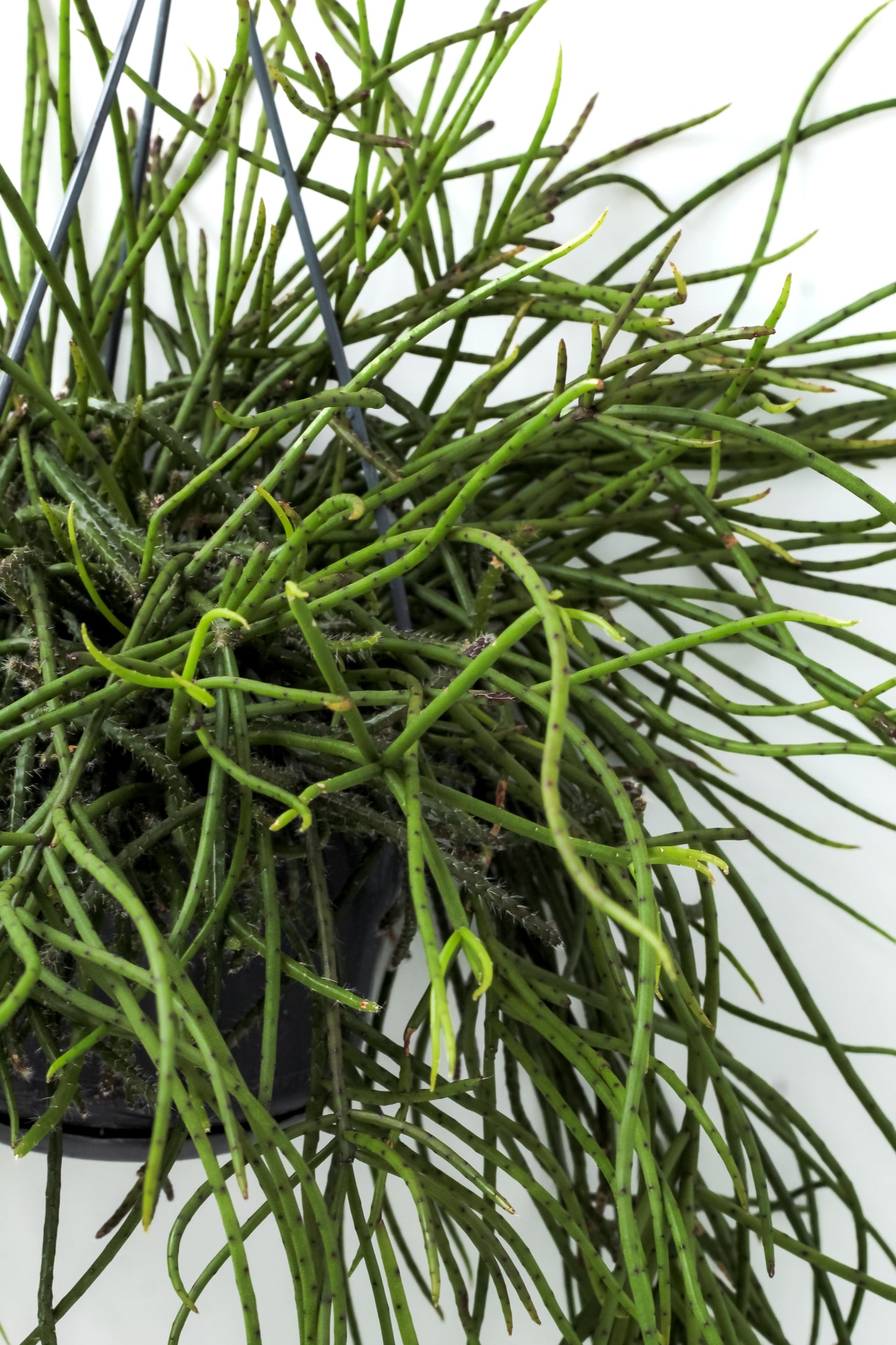 Rhipsalis puniceodiscus