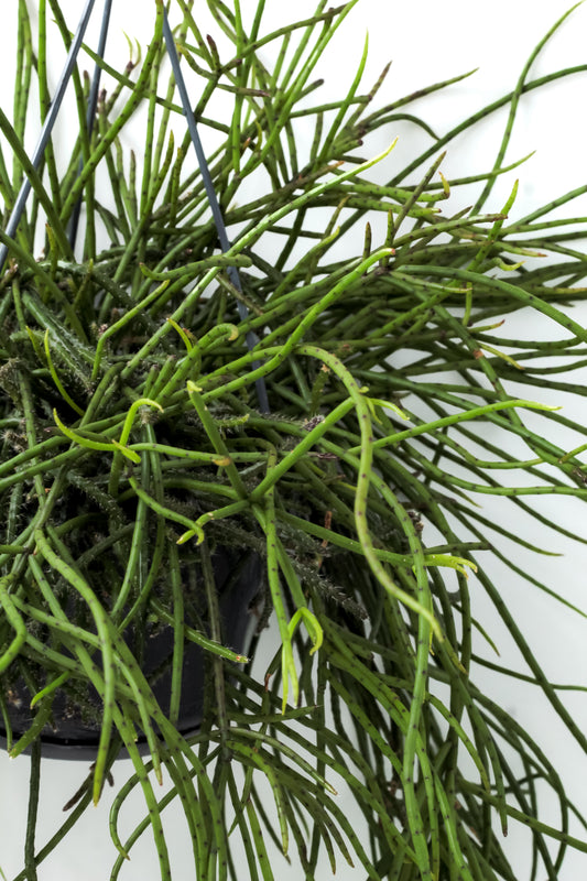 Rhipsalis puniceodiscus