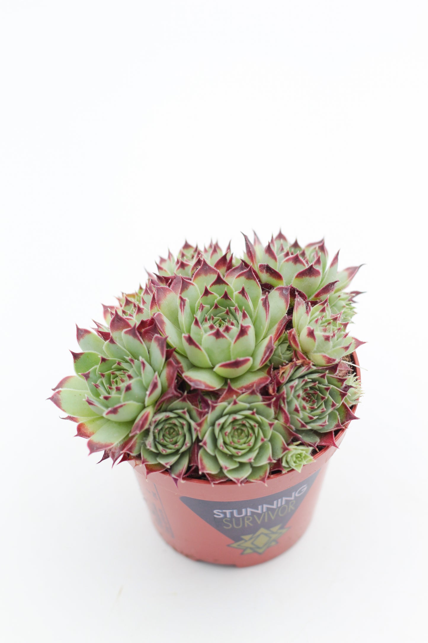 Rock Deals (rock plants)