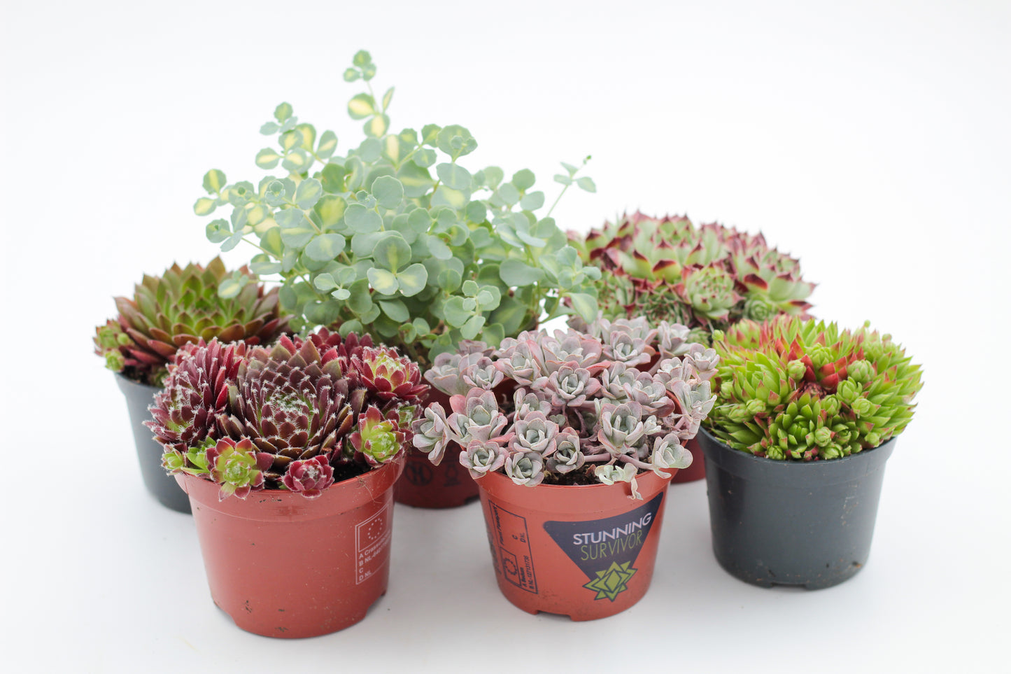 Rock Deals (rock plants)