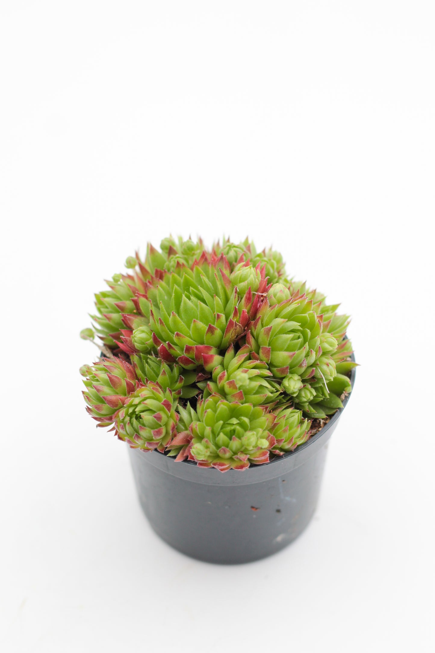 Rock Deals (rock plants)