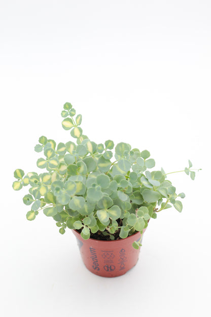 Rock Deals (rock plants)