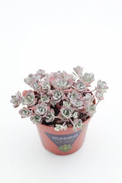 Rock Deals (rock plants)