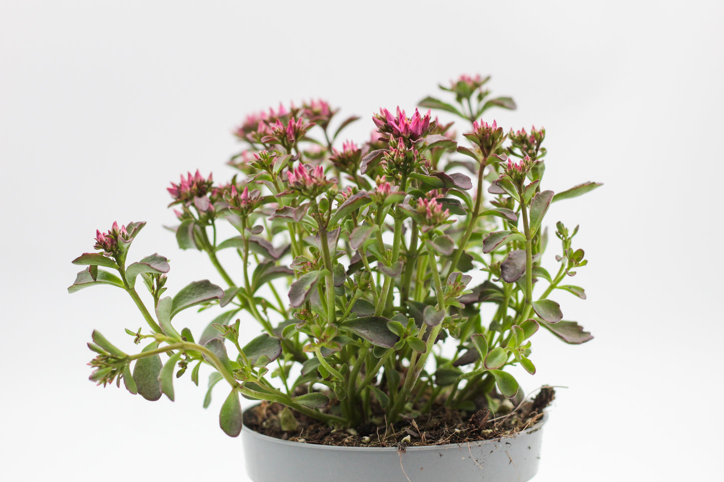Rock Deals (rock plants)