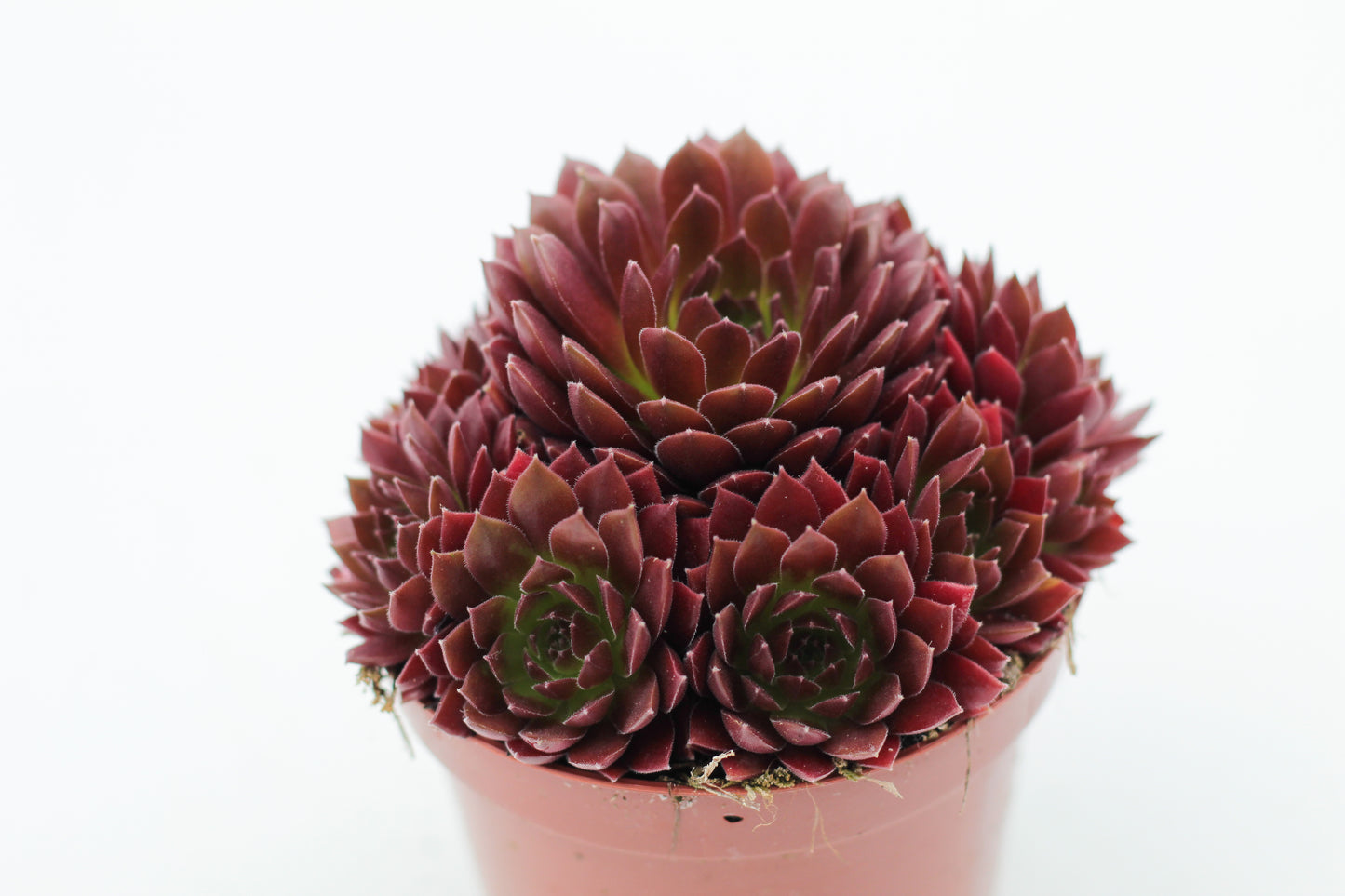 Rock Deals (rock plants)