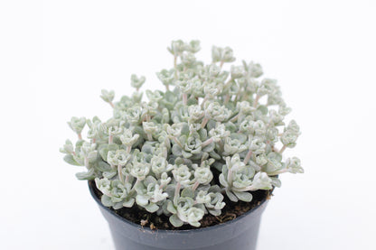 Rock Deals (rock plants)