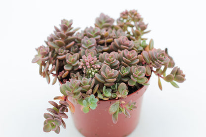 Rock Deals (rock plants)
