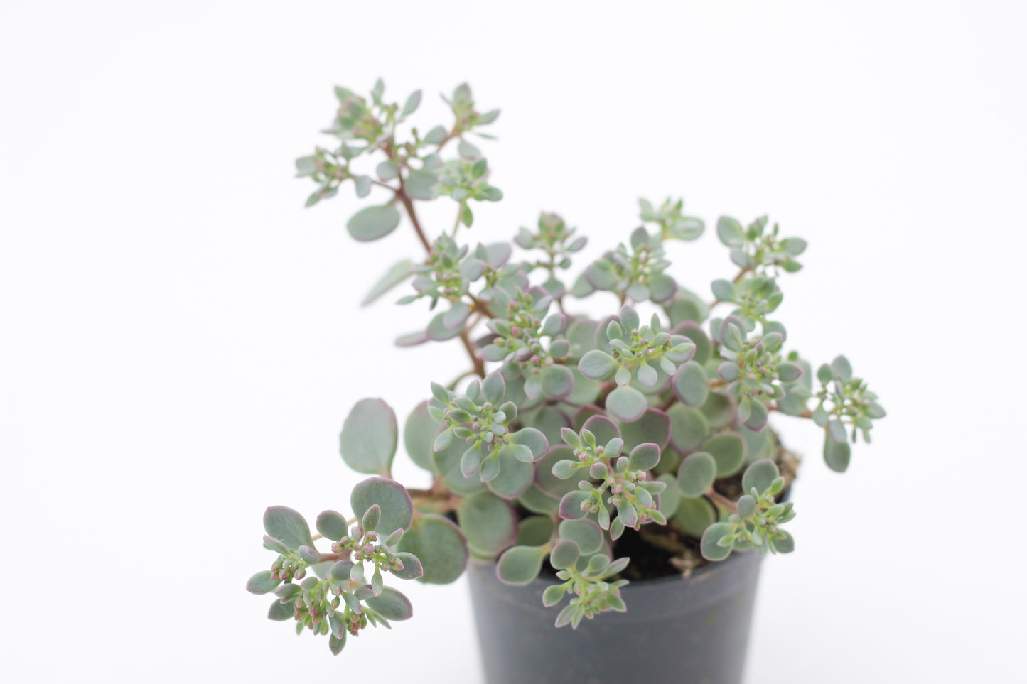 Rock Deals (rock plants)