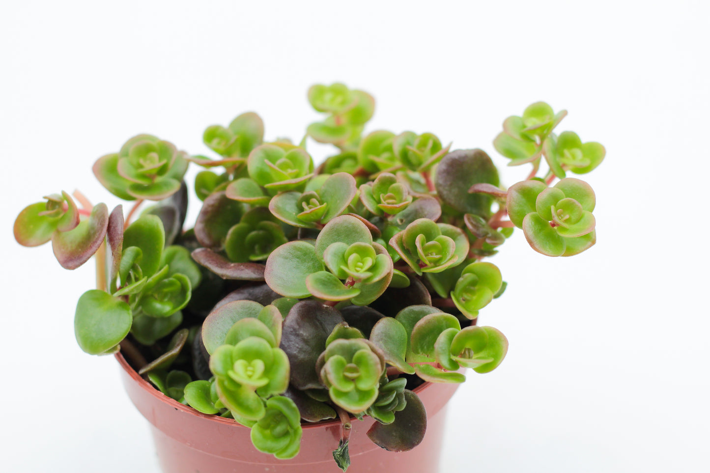 Rock Deals (rock plants)