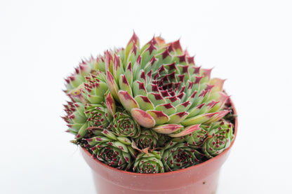 Rock Deals (rock plants)