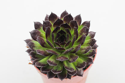 Rock Deals (rock plants)