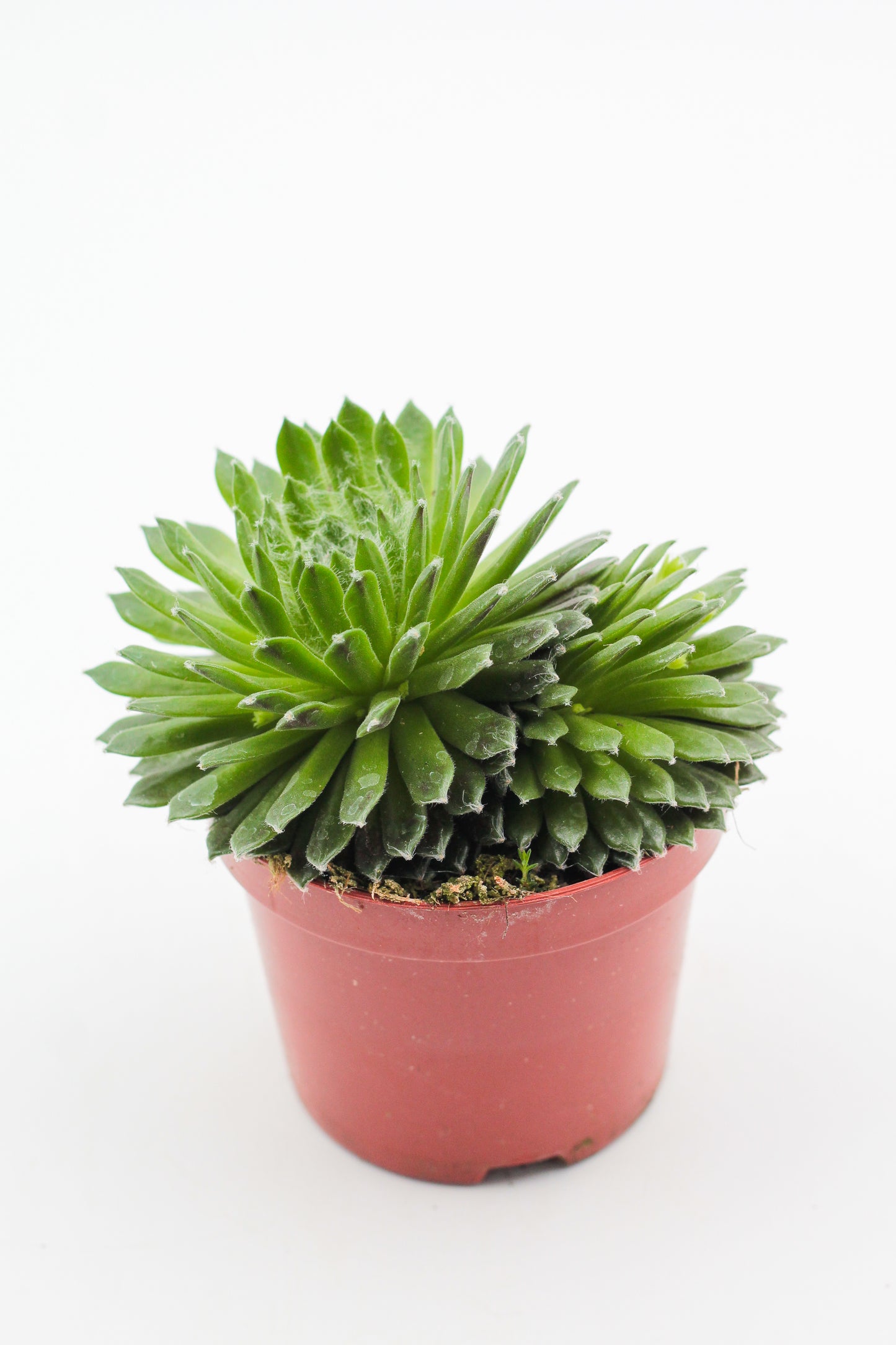Rock Deals (rock plants)