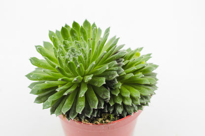 Rock Deals (rock plants)