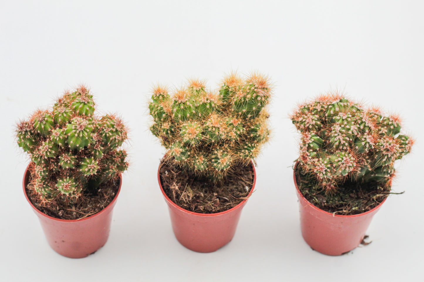 Rotsbrothers "Cereus peruvianus monstrosus"