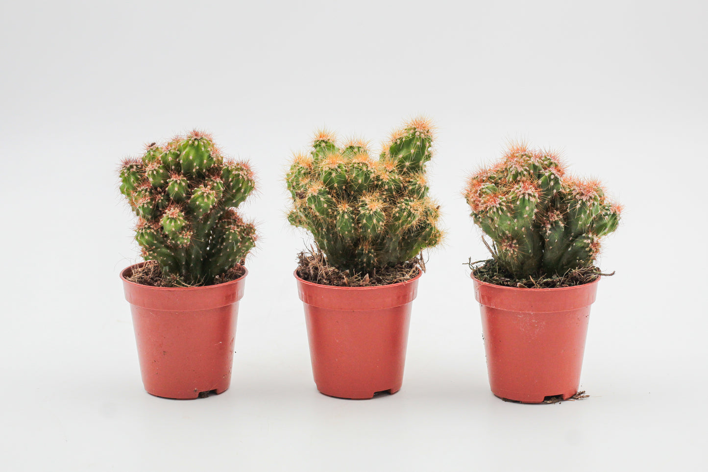 Rotsbrothers "Cereus peruvianus monstrosus"