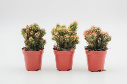 Rotsbrothers "Cereus peruvianus monstrosus"