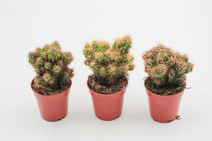 Rotsbrothers "Cereus peruvianus monstrosus"