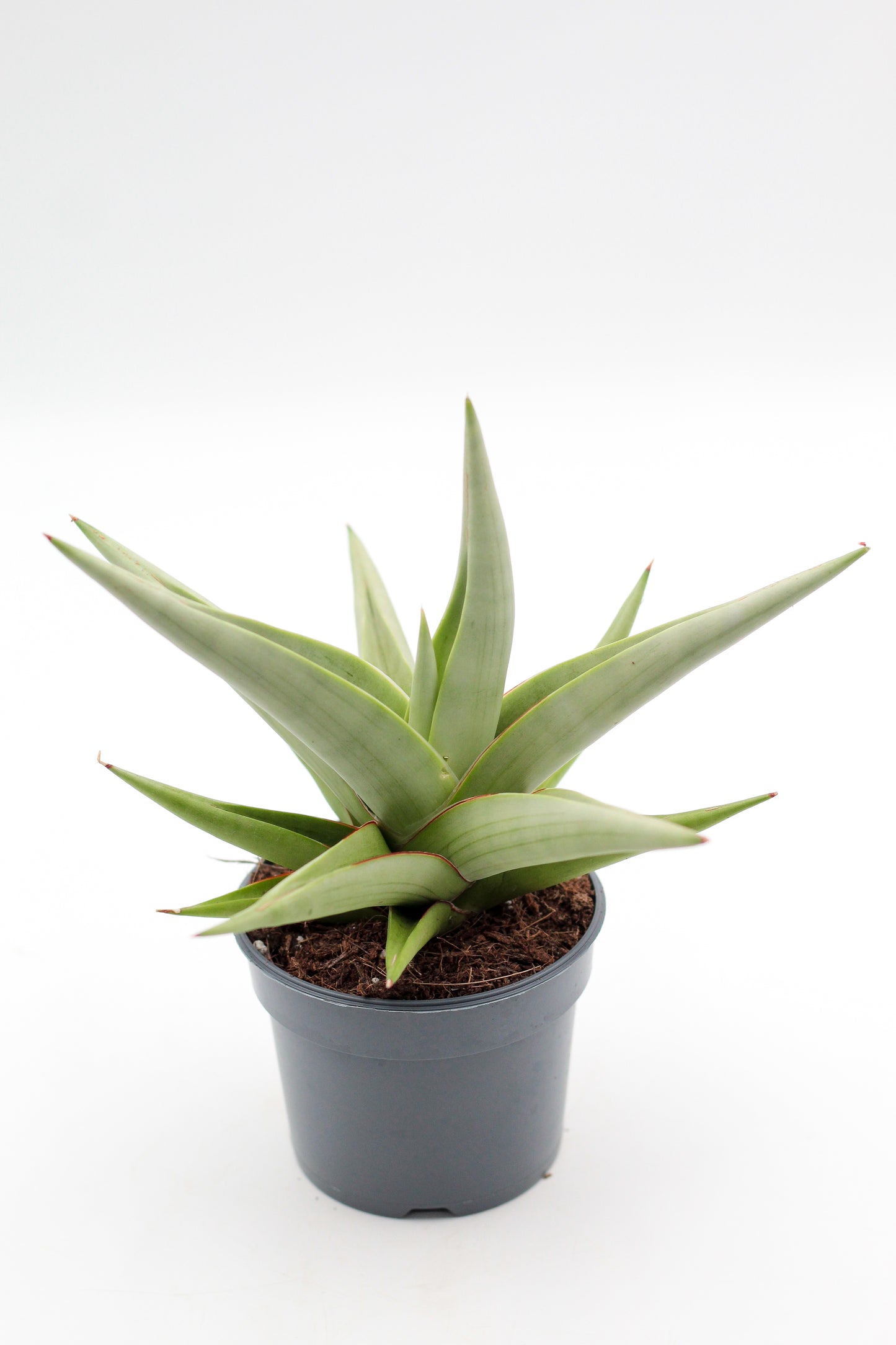Sansevieria Chanin Crown