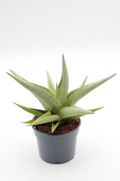 Sansevieria Chanin Crown