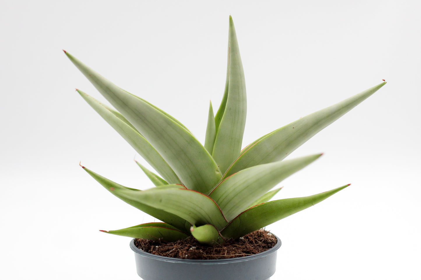 Sansevieria Chanin Crown