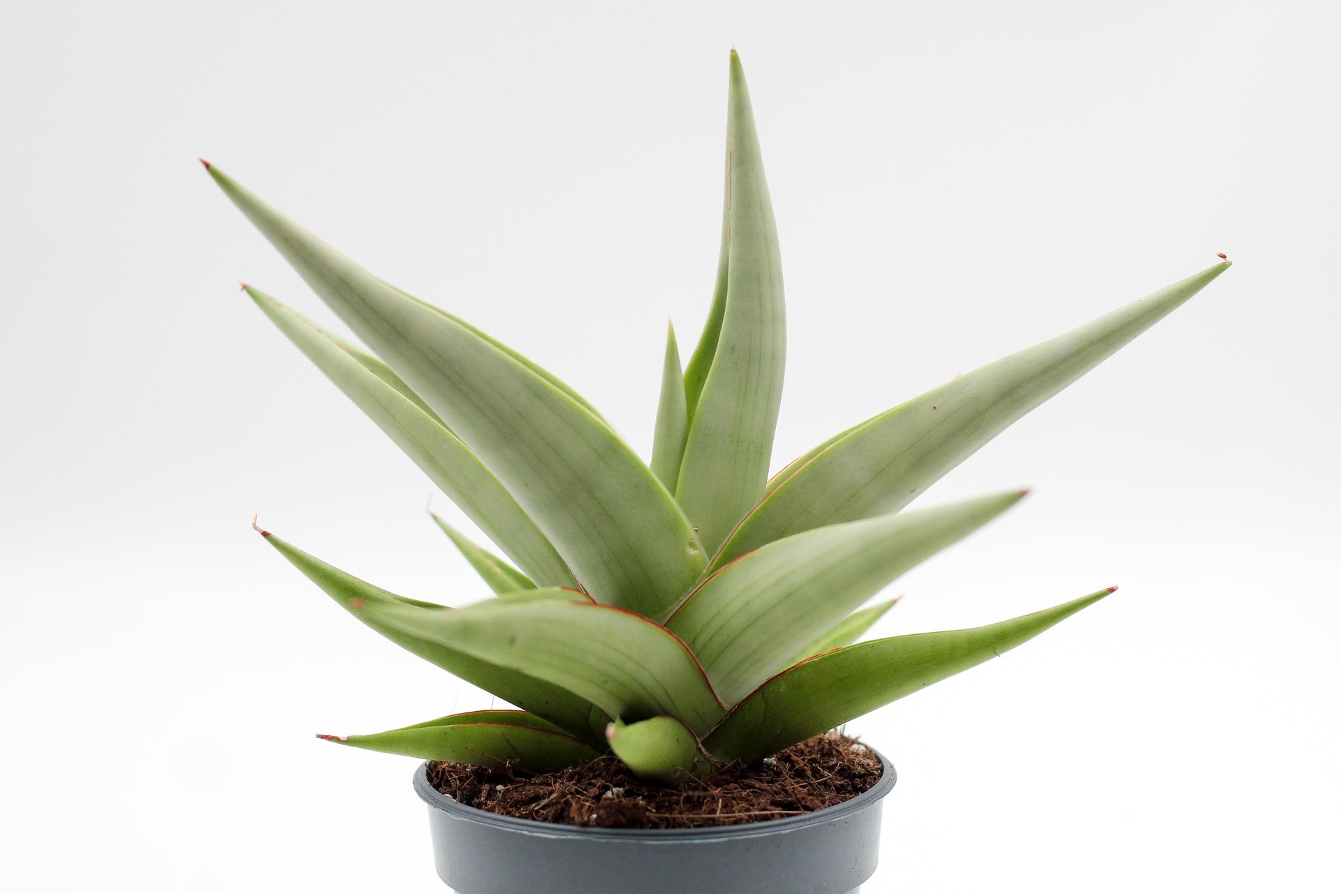Sansevieria Chanin Crown – ikhebeencactus