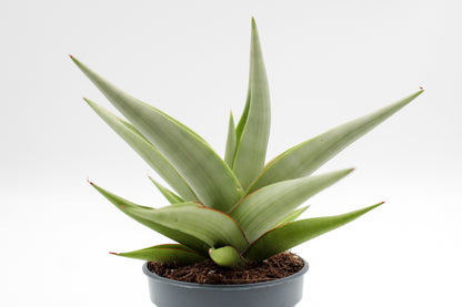 Sansevieria Chanin Crown