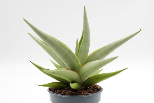 Sansevieria Chanin Crown