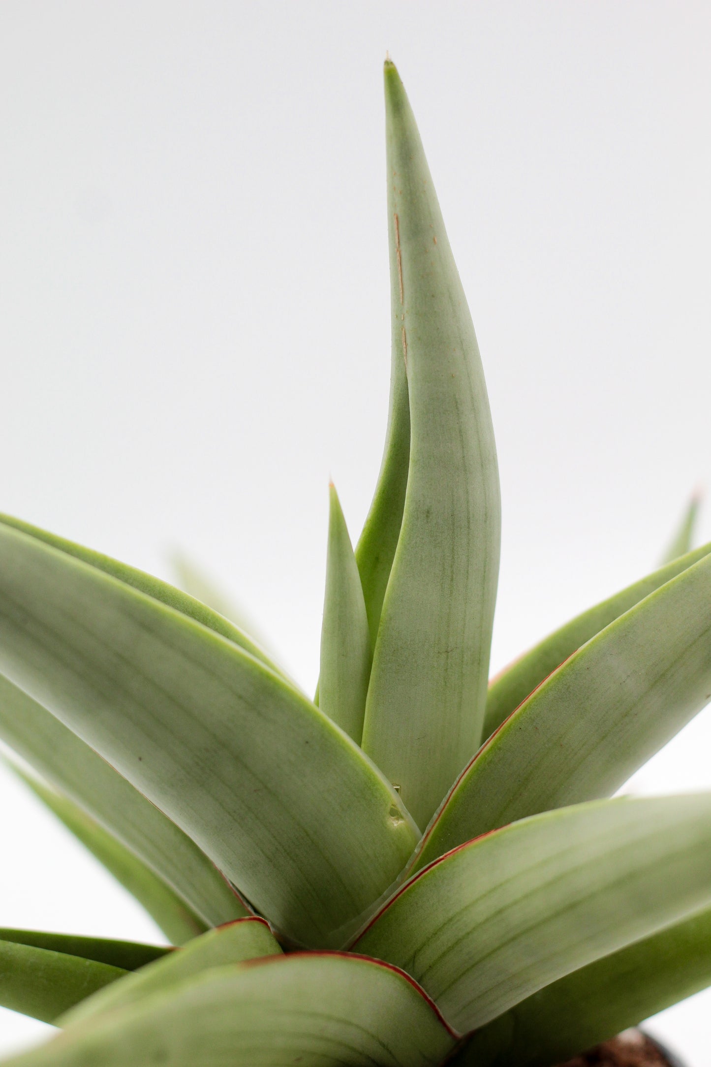 Sansevieria Chanin Crown