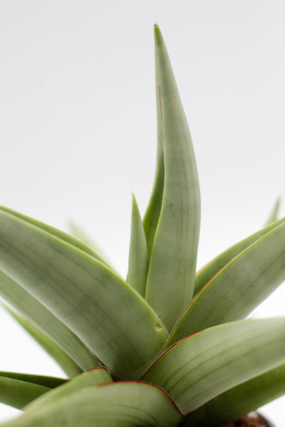 Sansevieria Chanin Crown