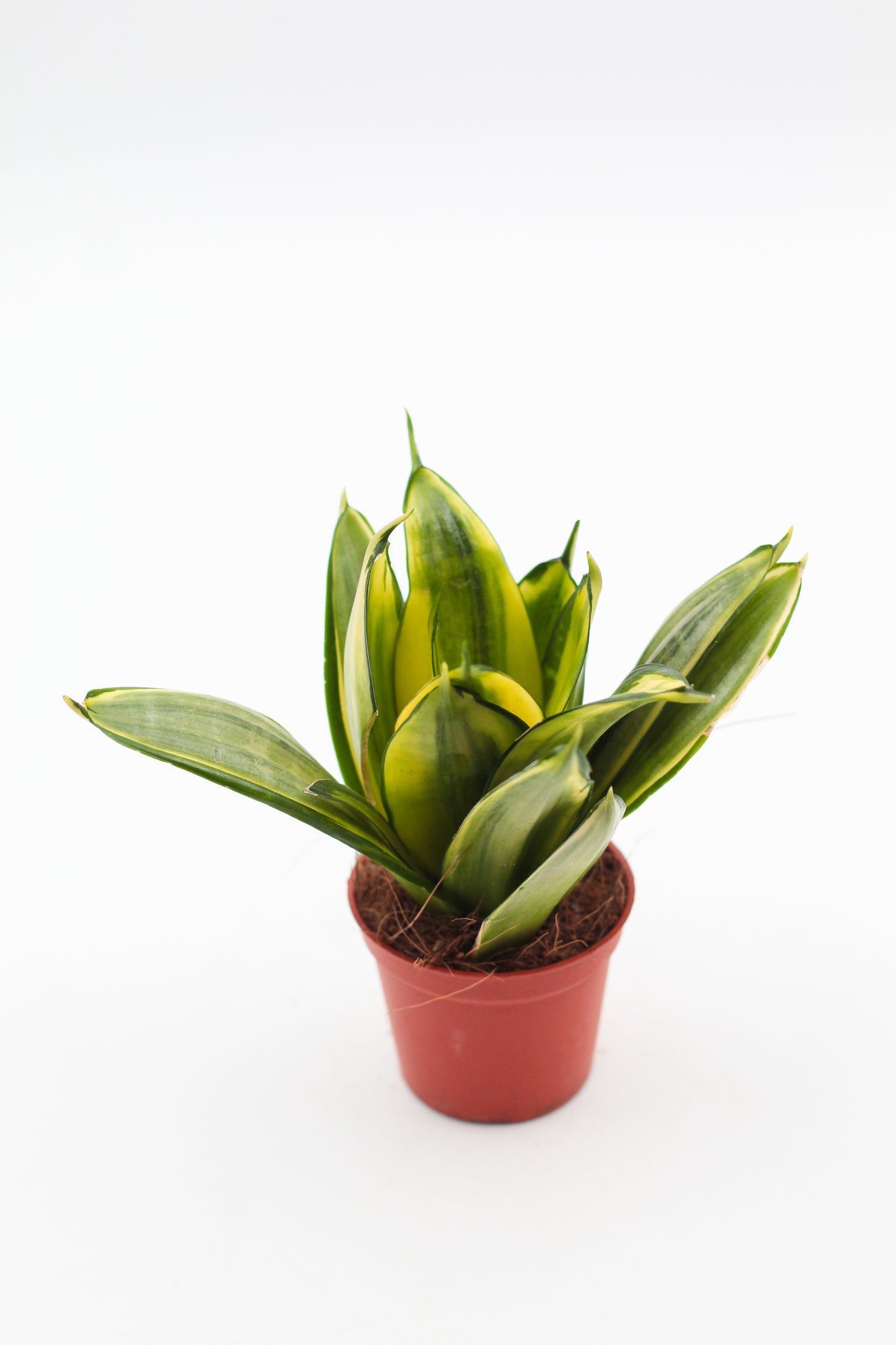 Sansevieria trifasciata Golden Hahnii