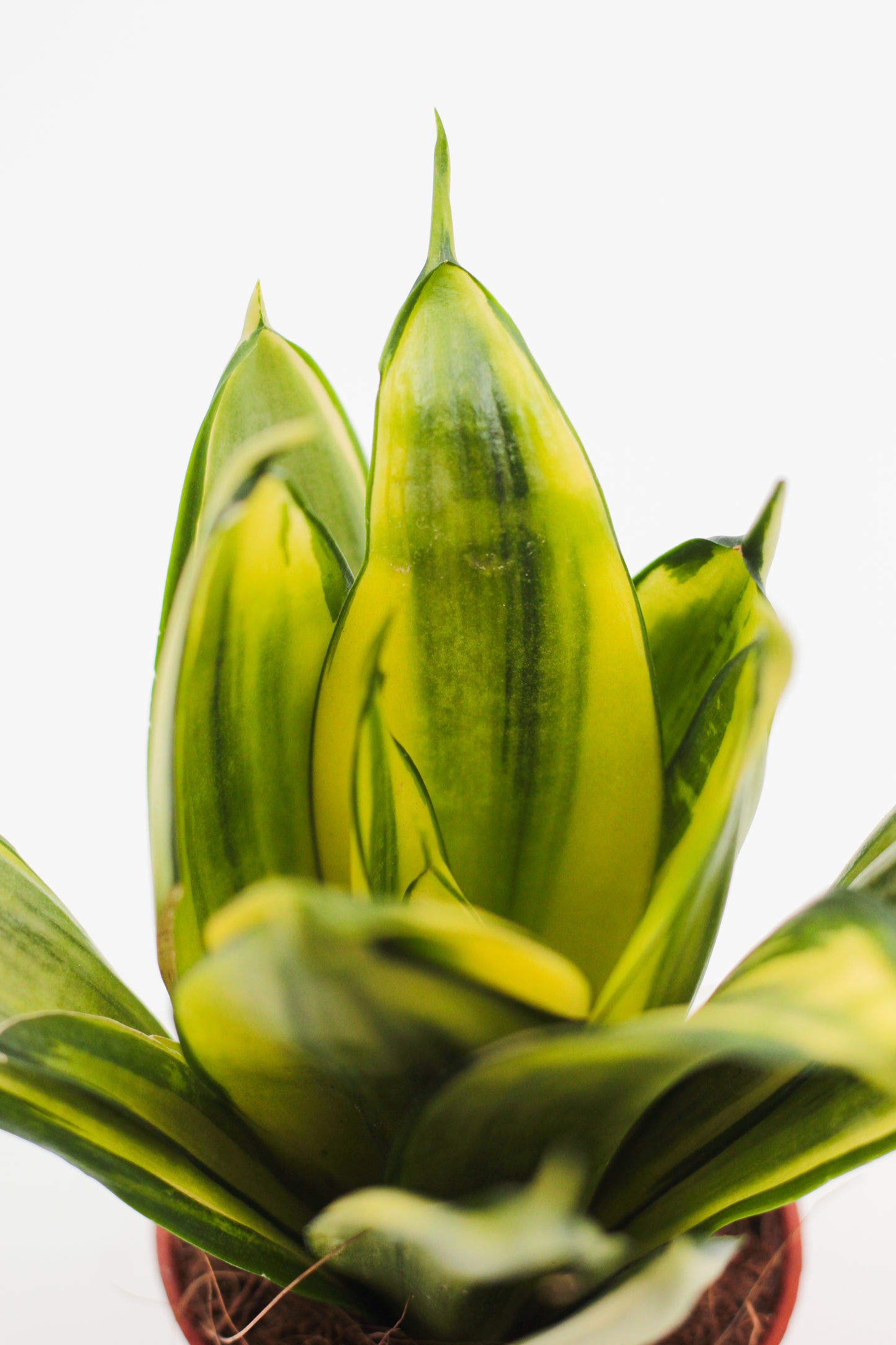 Sansevieria trifasciata Golden Hahnii