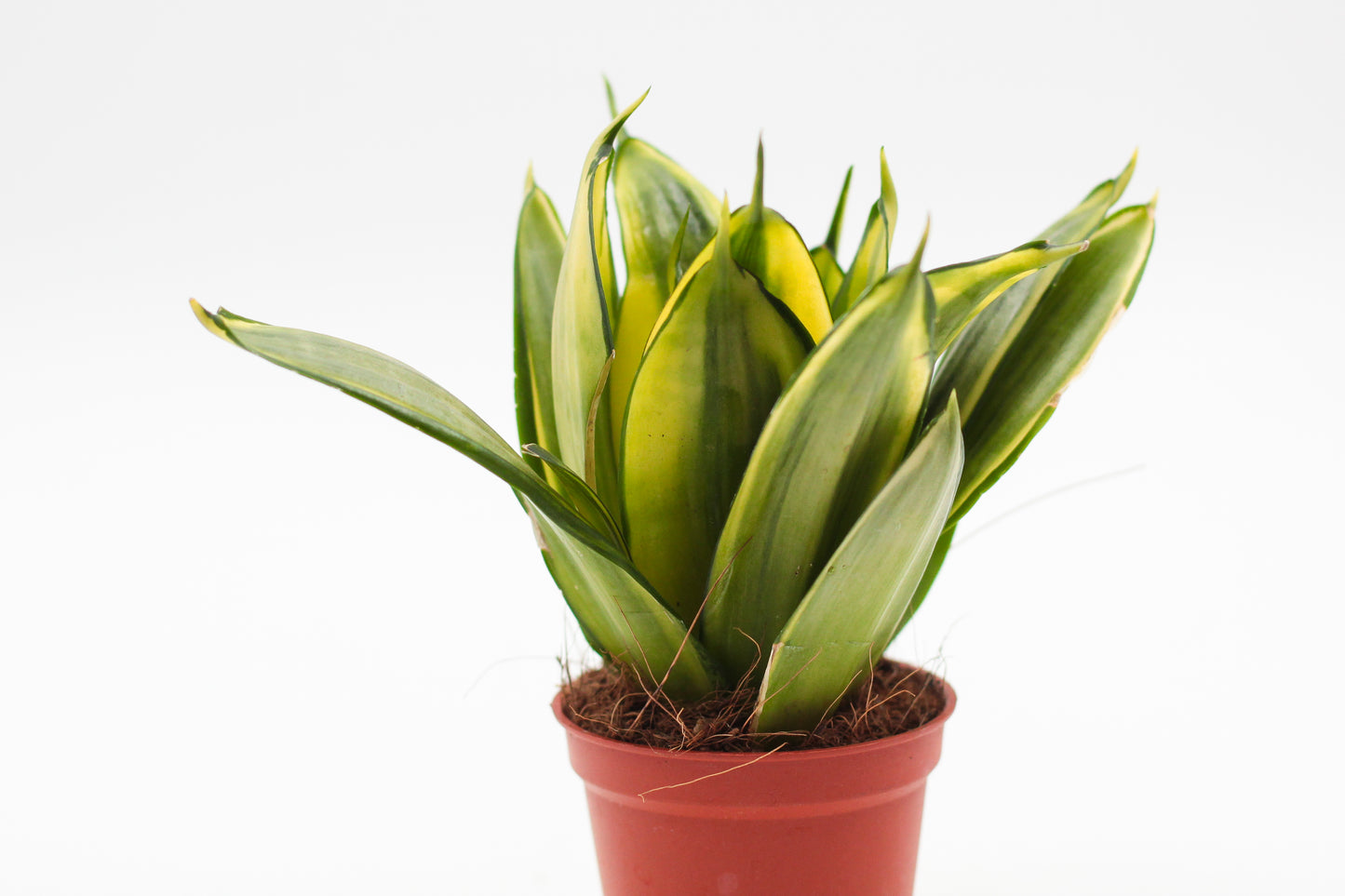 Sansevieria trifasciata Golden Hahnii