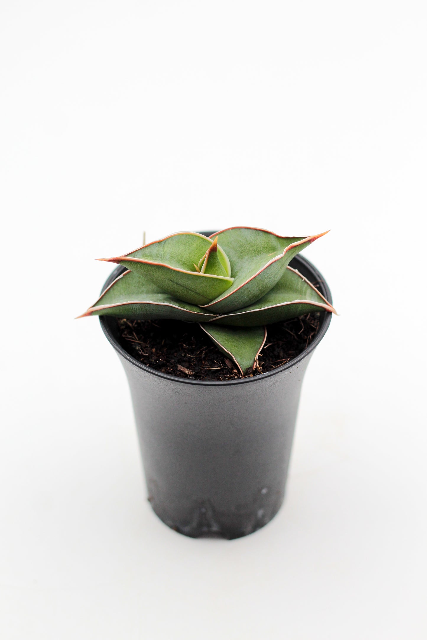 Sansevieria Almond Silver Sweet