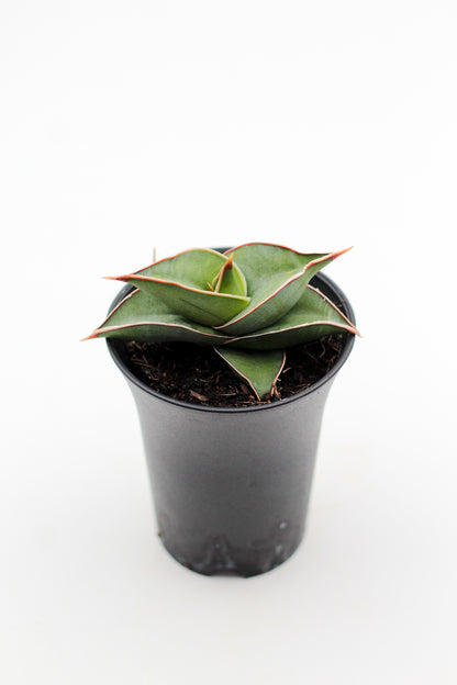 Sansevieria Almond Silver Sweet