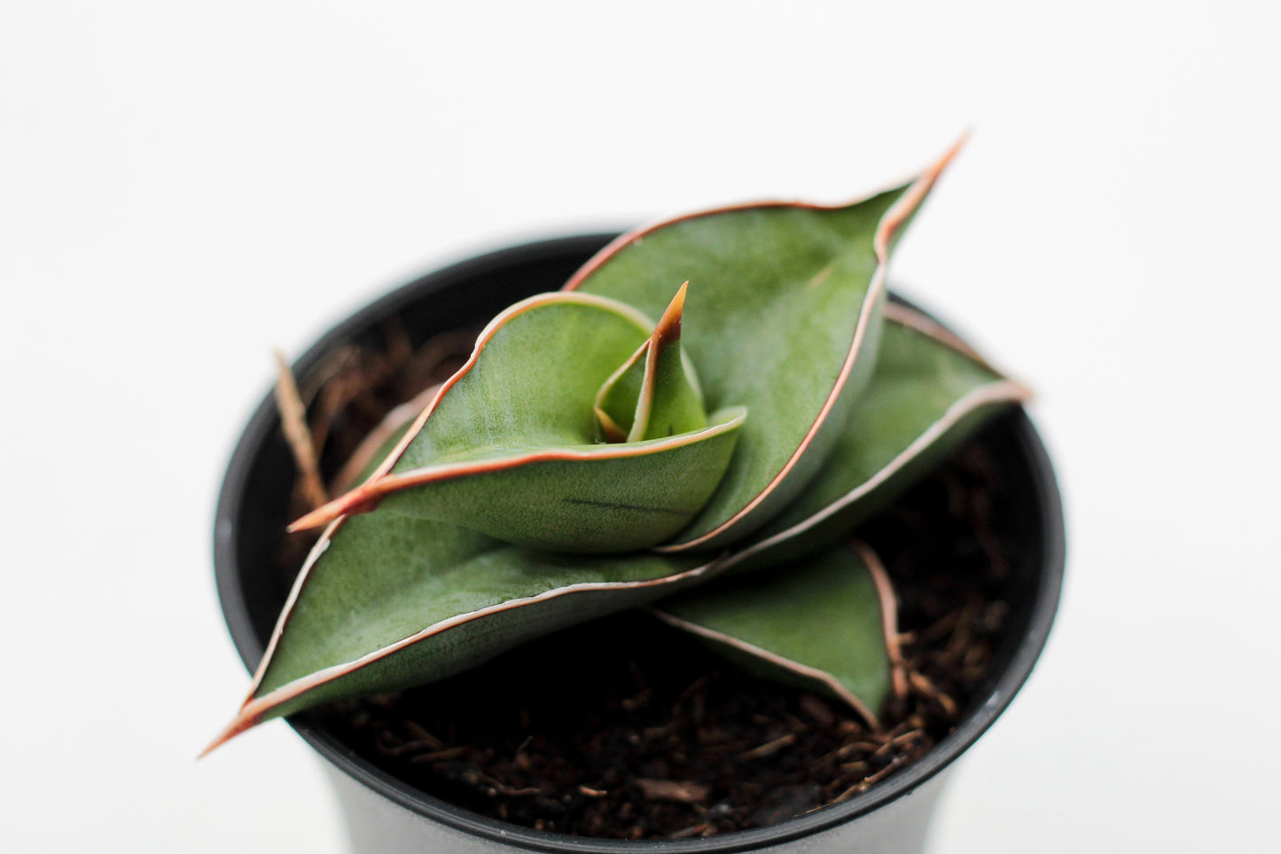Sansevieria Almond Silver Sweet