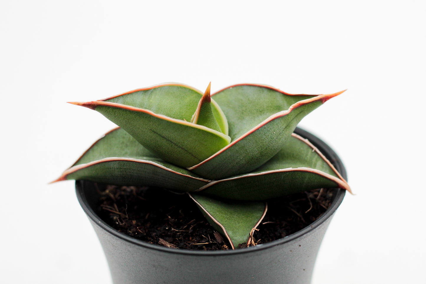 Sansevieria Almond Silver Sweet