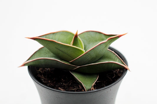 Sansevieria Almond Silver Sweet