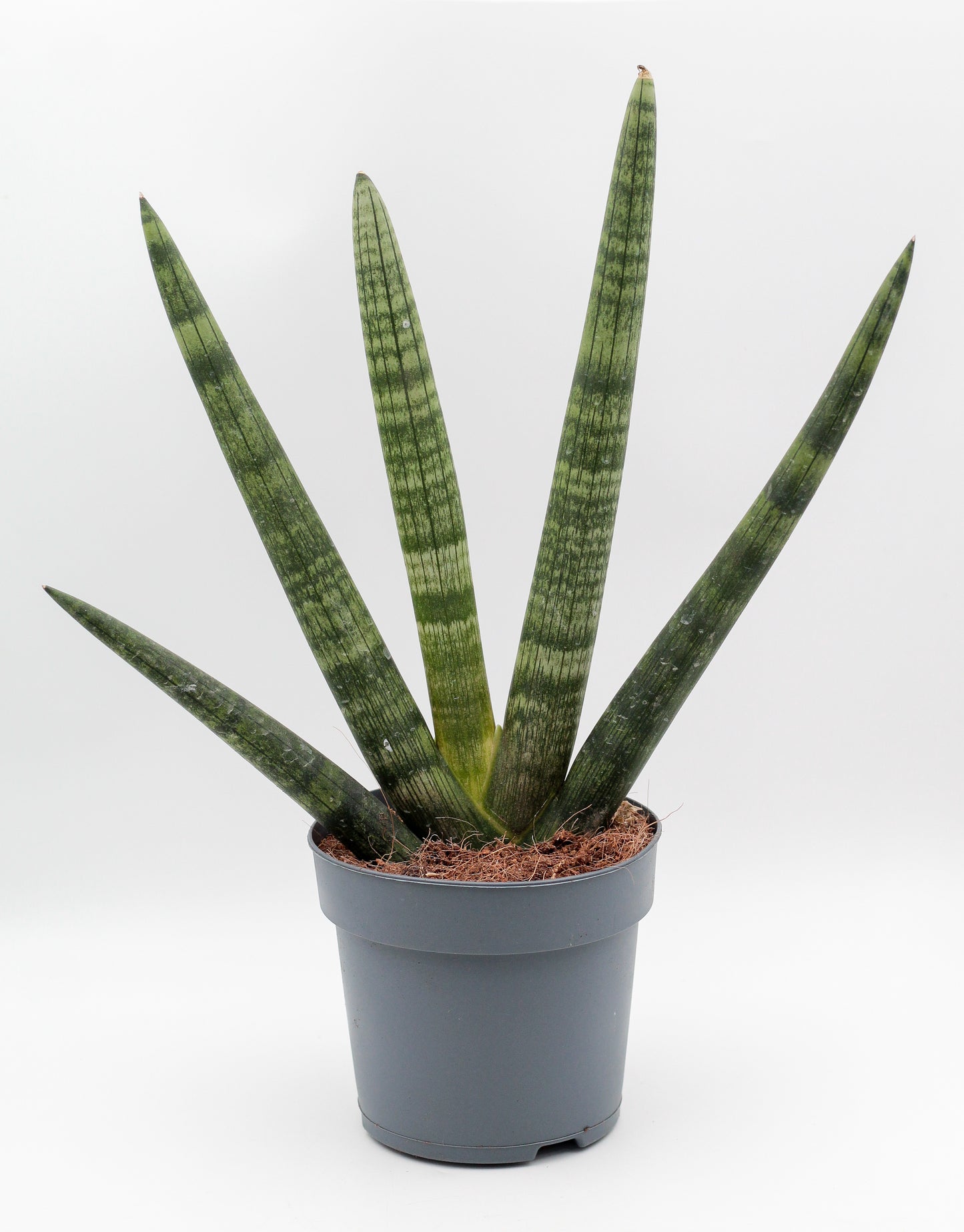 Sansevieria Cylindrica 'Boncel'