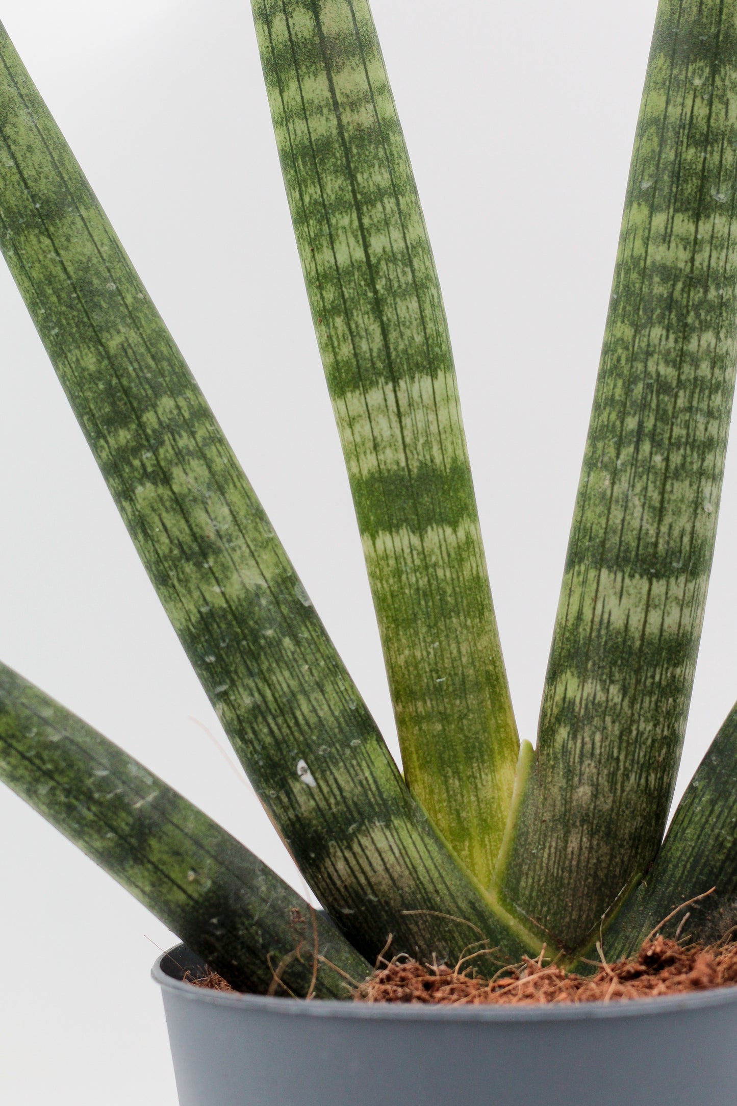 Sansevieria Cylindrica 'Boncel'