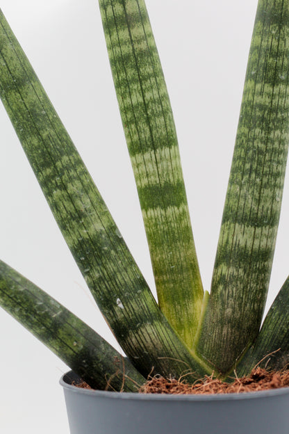 Sansevieria Cylindrica 'Boncel'