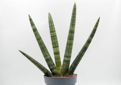 Sansevieria Cylindrica 'Boncel'