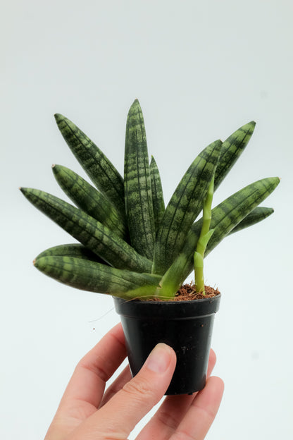 Sansevieria Cylindrica 'Boncel'