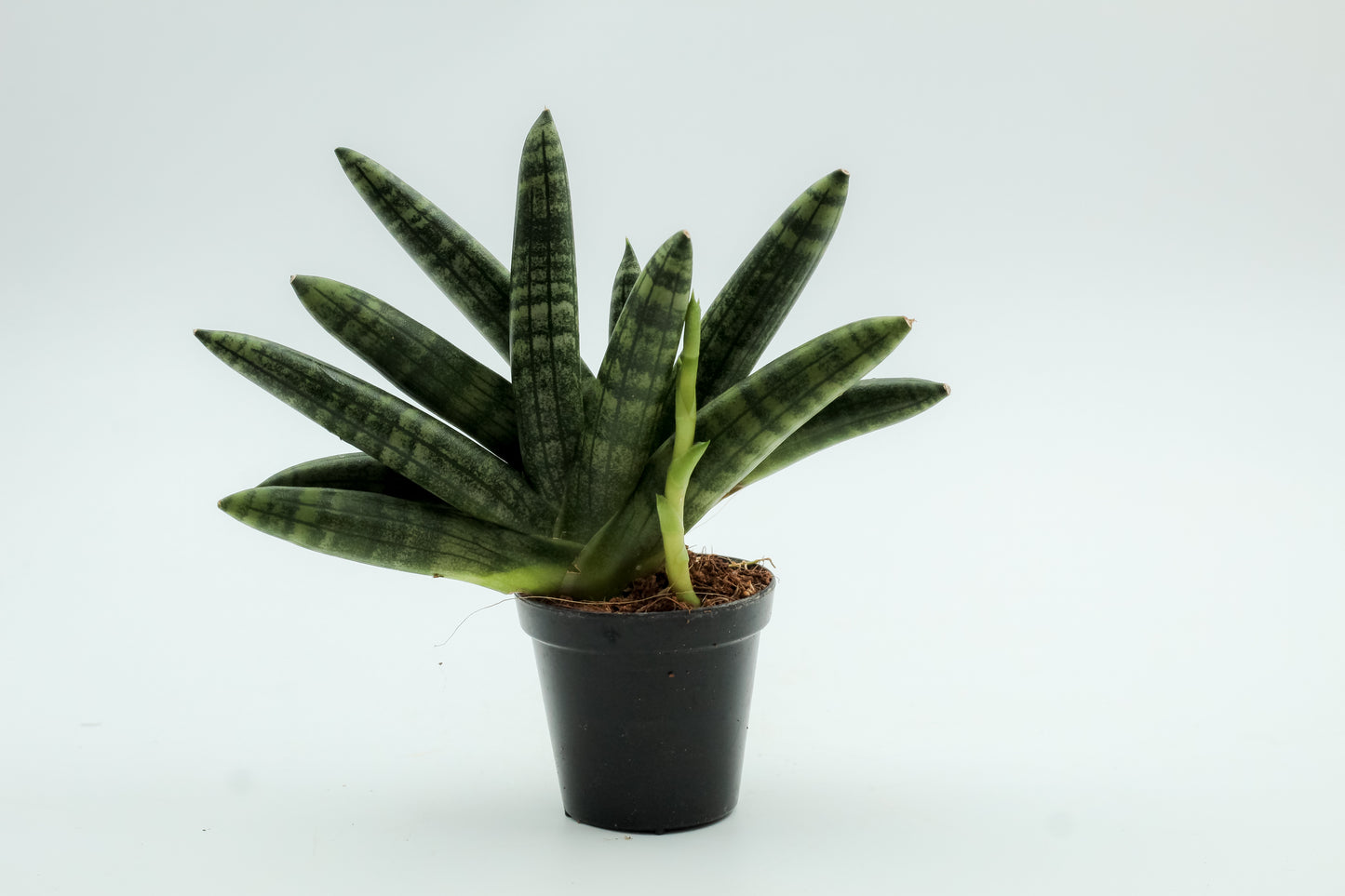 Sansevieria Cylindrica 'Boncel'