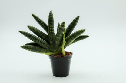 Sansevieria Cylindrica 'Boncel'