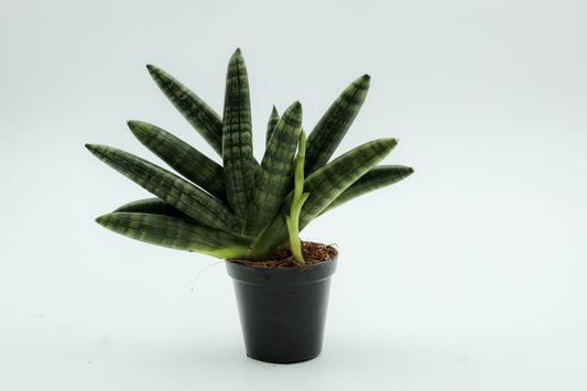 Sansevieria Cylindrica 'Boncel'