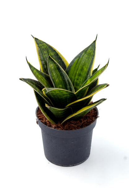 Sansevieria trifasciata Hahnii hybriden