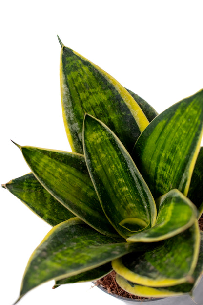 Sansevieria trifasciata Hahnii hybriden
