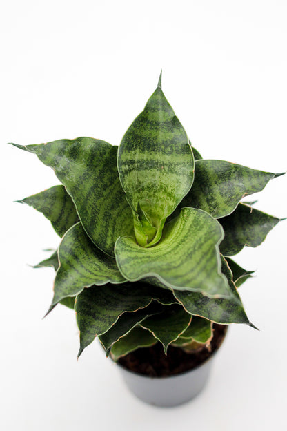 Sansevieria Mahanakorn