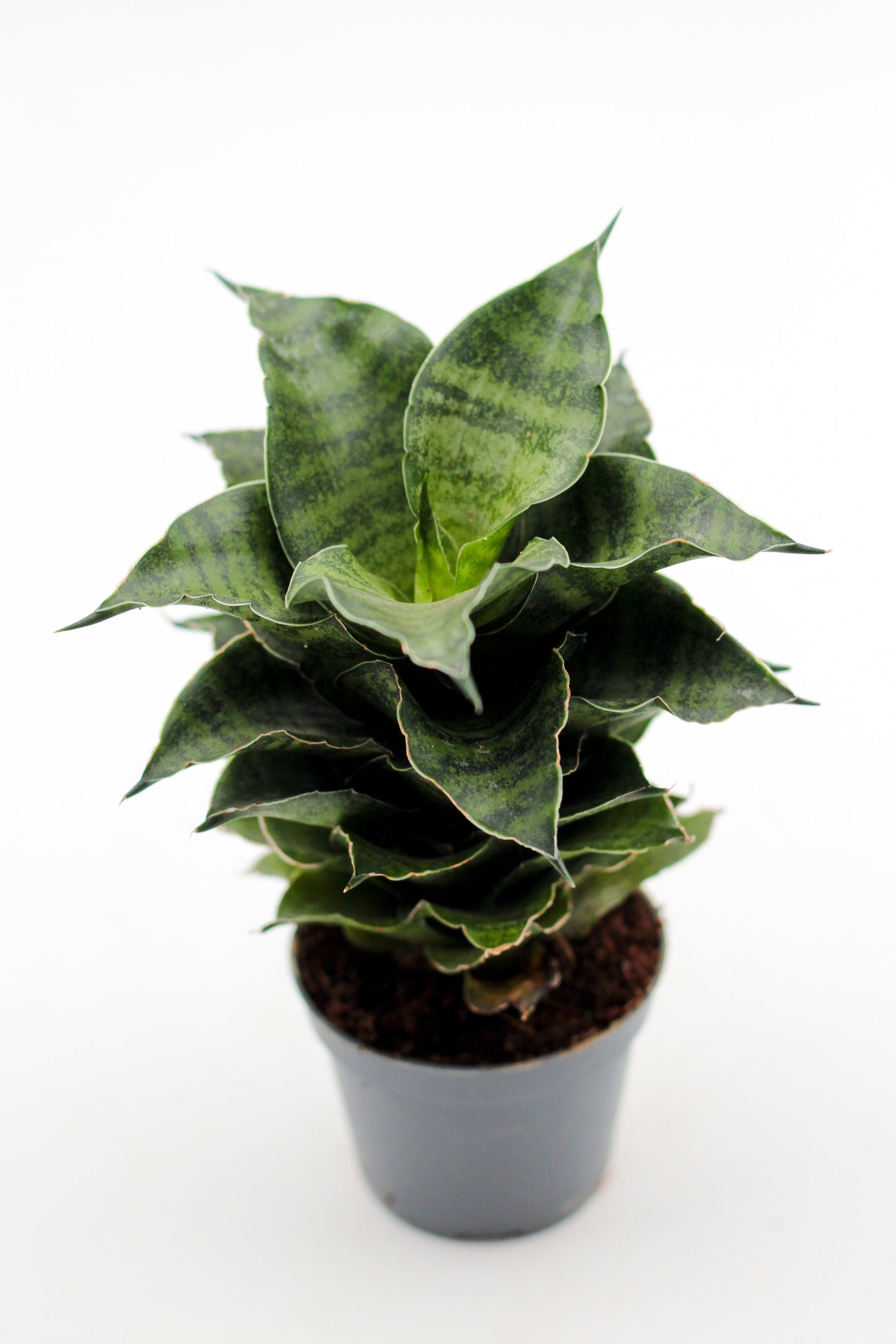 Sansevieria Mahanakorn